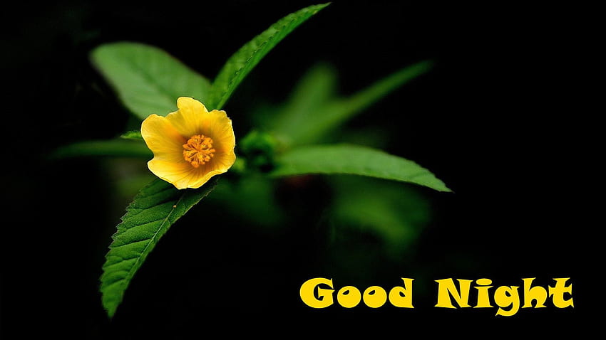 Good Night Yellow Flower â HAPPY WONDER WORLD HD wallpaper